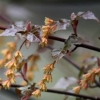 ウリカエデ（写真提供：京都大学フィールド科学教育研究センター芦生研究林）